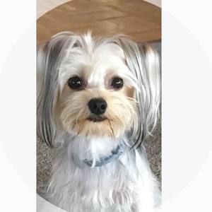 Meet your Posher, Diana